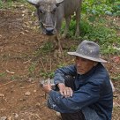 do you want to buy a buffalo? 